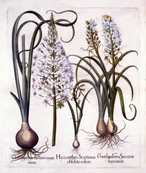 Späte Hyazinthe und Stern von Bethlehem, aus Hortus Eystettensis, von Basil Besler, 1613