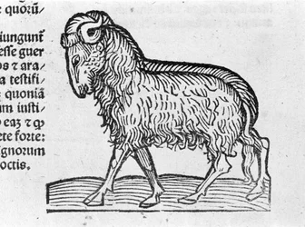 Der Wassermann - in Abhandlung von Johannes Angeli De Magnisconnectionibue annorum revolutionibus ac eorum perfectionibus. Augsburg, Erhard Ratdolt