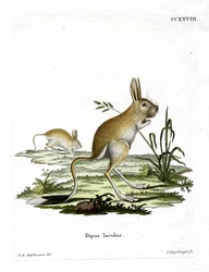 Kleiner Ägyptischer Springmaus
