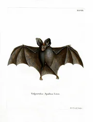 Kleine Falsche Vampirfledermaus