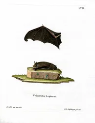 Kleiner Sackflügelfledermaus