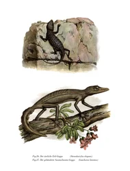 Lichtensteins Kurzfingergecko