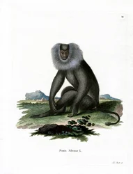 Bartaffe