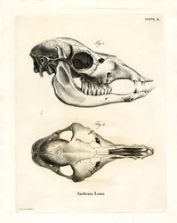 Schädel des Lamas (farbige Gravur)