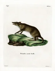 Langnasenbeutler