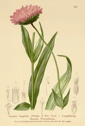 Langblättrige Witwenblume (Knautia longifolia)