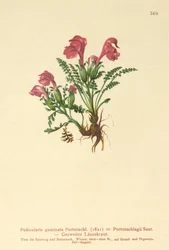 Läusekraut (Pedicularis geminata, Pedicularis Portenschlagii, Pedicularis pumila)