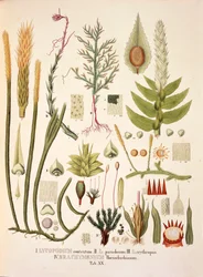 Lycopodium und Brachymenium, Tafel XX aus 