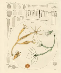 Lupe und mikroskopische Vergnügungen