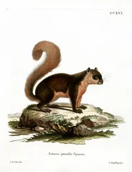 Malaiisches Eichhörnchen