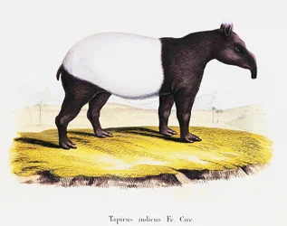 Malaiischer Tapir (Tapirus indicus), aus Säugetiere aus der Natur illustriert mit Beschreibungen, von Johann Christian Daniel von Schreber (1739-1810), Gravur von A. Fleischman nach Zeichnung von C. Weber, Band 6-7, Tafel 319-A, Deutschland