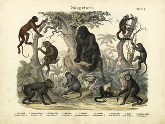 Säugetiere, ca. 1860