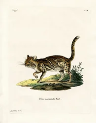 Marmorkatze