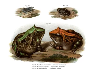 Marmorierter Vieraugenfrosch