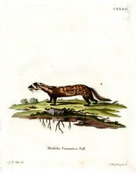 Marmorierter Iltis