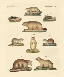 Murmeltiere und Maulwürfe