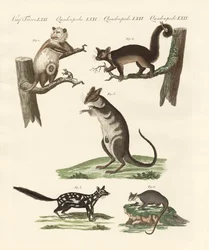 Beuteltiere