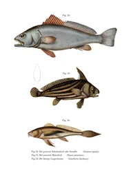 Umberfisch