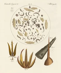 Mikroskopische Objekte