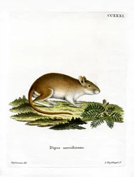 Mittagsrennmaus