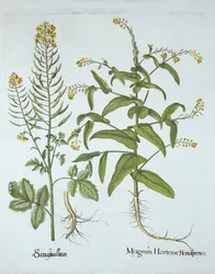 Kappen-Kresse und Weiße Senf, aus Hortus Eystettensis, von Basil Besler (1561-1629), veröffentlicht 1613