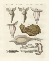 Weichtiere