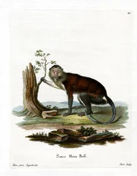 Mona-Affe