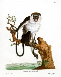 Mona-Affe