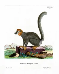 Mungo-Lemur
