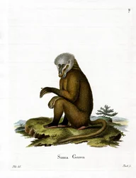 Affe