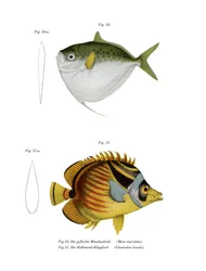 Mondfisch
