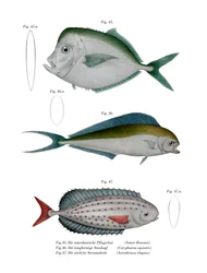 Mondfisch