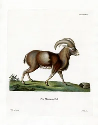 Mufflon