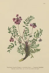 Berg-Tragant