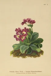 Bergprimel