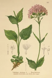 Berg-Baldrian (Valeriana montana)