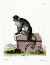 Bartmeerkatze