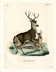 Maultierhirsch