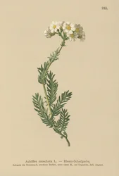 Moschus-Schafgarbe (Achillea moschata, Achillea erba-rotta ssp. moschata)
