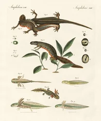 Naturgeschichte des Meersalamanders