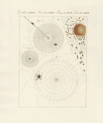 Naturgeschichte der Spinne