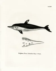 Neuseeland-Delfin
