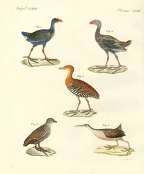 Neue Vögel