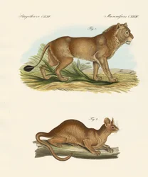 Neue Raubtiere (farbige Gravur)