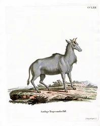 Nilgau