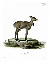 Nilgau