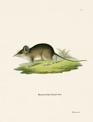 Nordafrikanische Elefantenspitzmaus