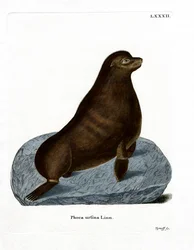 Nördlicher Seebär