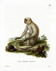 Nördlicher Flachland-Grauer Langur