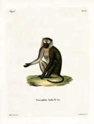 Olivenpavian (farbige Gravur)